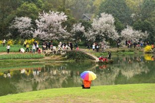 吾家有女镇河山短剧全集 太子湾之韵，一幅美丽的短剧描绘